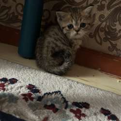 Шотландские котята фото 6