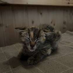 КОТЕНОК В ДОБРЫЕ РУКИ