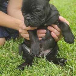 Französische Bulldogge Welpen в Липецке фото 4