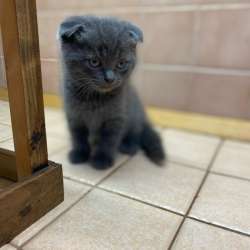 Отдам котят в добрые руки в Коломне фото 3