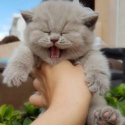 Красивые шикарные котята фото 20