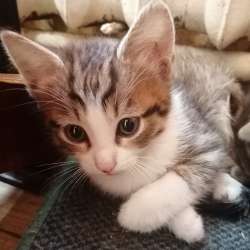 Котенок в добрые руки. 2 месяца в Москве