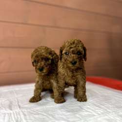 Карликовый Пудель Poodle фото 23