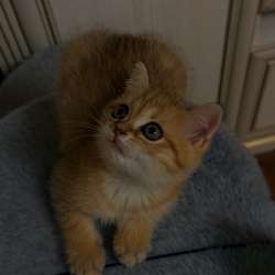 Шотландские прямоухие котята в Красноармейске фото 6