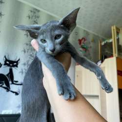 Ориентальные котята, бурманские котята, сфинкс в Санкт-Петербурге фото 6