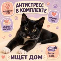 Отдам котёнка в надёжные руки в Долгопрудном фото 6