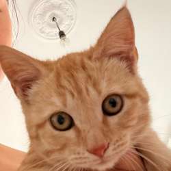 Котеночек ищет себе новый дом