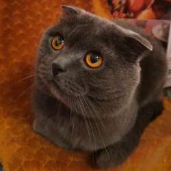 Скоттиш страйт и Скоттиш фолд фото 6