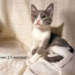 Четыре маленьких сердечка ищут хозяев в Москве фото 8