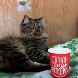 Кота в добрые руки. в Москве