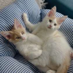 Котенок мейн-кун