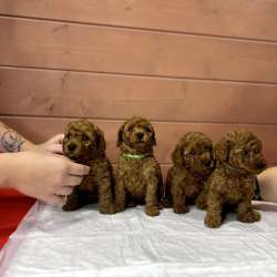 Карликовый Пудель Poodle фото 19