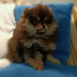 Spitz pomeranian