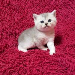 Продам шотландского котенка