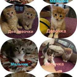 Отдам котят бесплатно