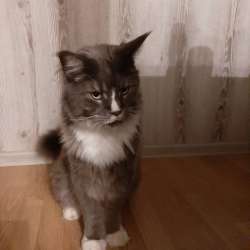 кот мейн кун в Казани фото 3