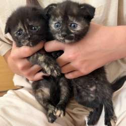 Котята в добрые руки в Азове фото 4
