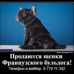 Очаровательные щеночки французского бульдога фото 13