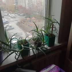 Алоэ в Новосибирске