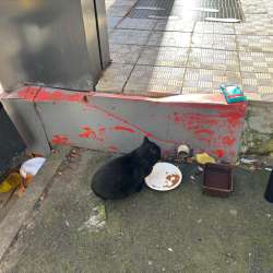 Отдам кота в добрые руки в Воронеже