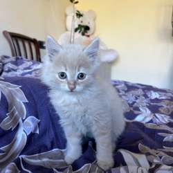 Отдам котенка в Шахтах