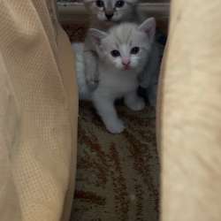 Котята в Челябинске