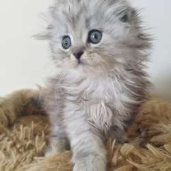 Шотландские котята фото 8