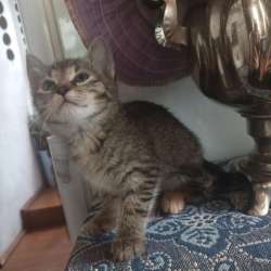 Котенок девочка ищет новый дом в Москве