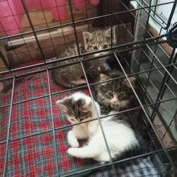 Котята в добрые руки в Кашире фото 3