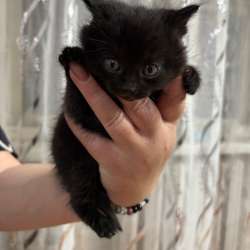 котята даром в Тюмени фото 3