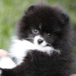 Very very little girl pomeranian фото 9