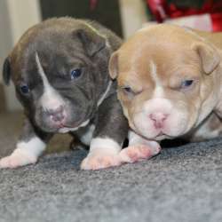 Открыта Бронь на American Bully премиум качества фото 8