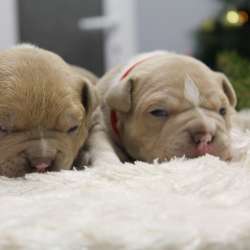 Открыта Бронь на American Bully премиум качества фото 9