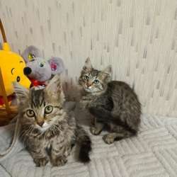Котята мальчики в добрые руки❤️??