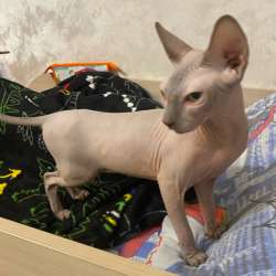 Котята канадского сфинкса