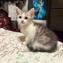 Котята в добрые руки в Кашире фото 6