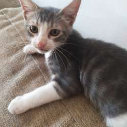 Ласковые и умные котята