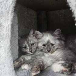 Персидские котята фото 3