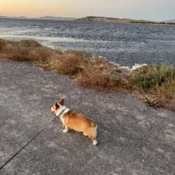 Pembroke Welsh Corgi фото 4