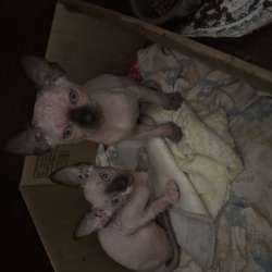 2 котенка сфинкс