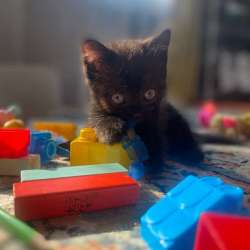 Котёнок в добрые руки в Перми