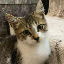 Котёнок, отдам котёнка в добрые руки