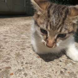 Отдам кота в добрые руки