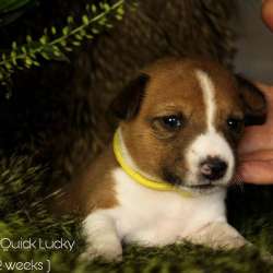 Basenji puppies фото 6