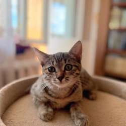 Котенок в добрые руки в Обнинске фото 3