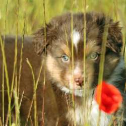 Щенок Miniature American Shepherd (MAS) - кобель