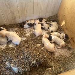 Продам щенков неметский курцхар