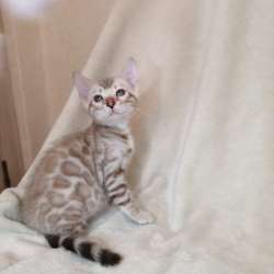 Snow Bengal cat