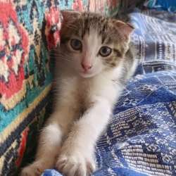 Котята в добрые руки в Рязани фото 3