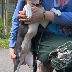 Basenji puppy female available